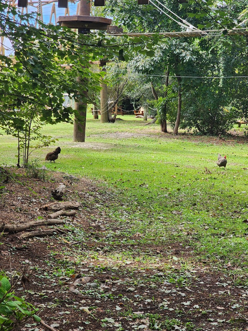Photo 6 of Corolla Adventure Park